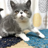 エキゾチックショートヘア