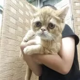 エキゾチックショートヘア