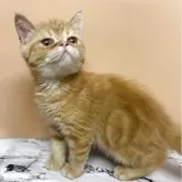 エキゾチックショートヘア
