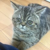 エキゾチックショートヘア