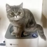エキゾチックショートヘア