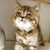 エキゾチックショートヘア