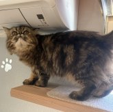 エキゾチックショートヘア