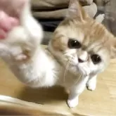 エキゾチックショートヘア