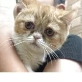 エキゾチックショートヘア