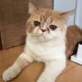 エキゾチックショートヘア