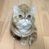 エキゾチックショートヘア