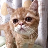 エキゾチックショートヘア