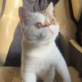 エキゾチックショートヘア