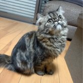 エキゾチックショートヘア