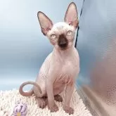 スフィンクス【兵庫県・女の子・2025年7月4日・無毛】の写真2「わたし女の子ですよ、可愛く撮ってね。🐱」