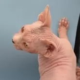 スフィンクス【兵庫県・男の子・2025年7月4日・無毛】の写真3「ベレー坊です。尻尾もブルーです。」