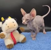 バンビーノ【兵庫県・女の子・2025年10月8日・ブラック&ホワイト】の写真2「君は誰？」