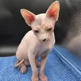 スフィンクス【兵庫県・男の子・2025年7月4日・無毛】の写真3「さあ　今日の予定は？(笑)」