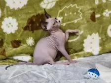 スフィンクス【兵庫県・女の子・2025年1月28日・ブラウン】の写真7「お笑いも」