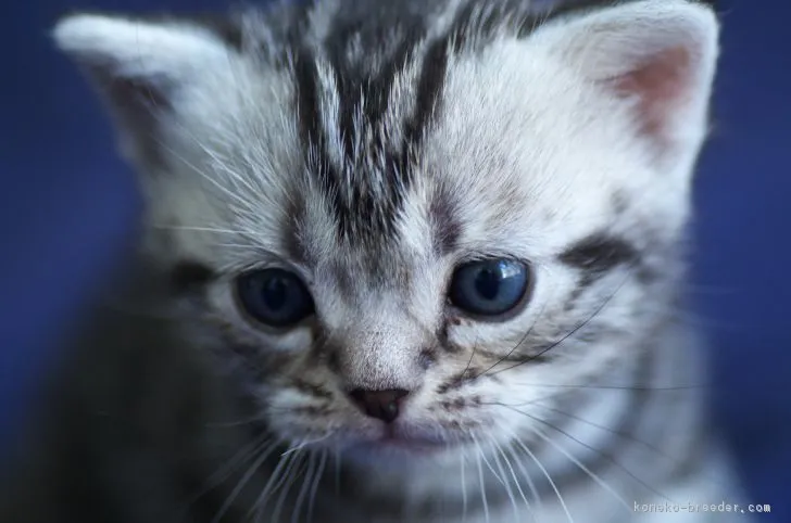 ID:1705-00230の子猫