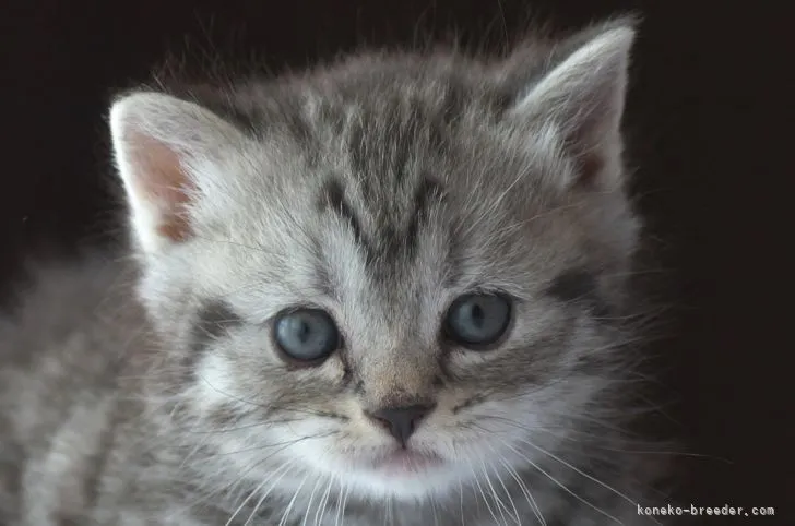 ID:2110-00123の子猫