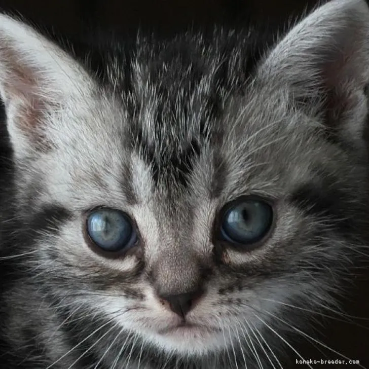 ID：2301-01604の子猫