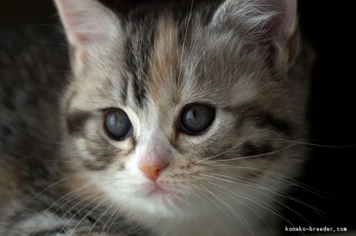 りんご 様のお迎えした子猫