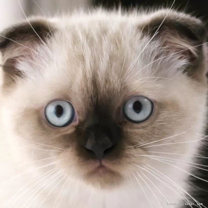 ID：2408-00409の子猫