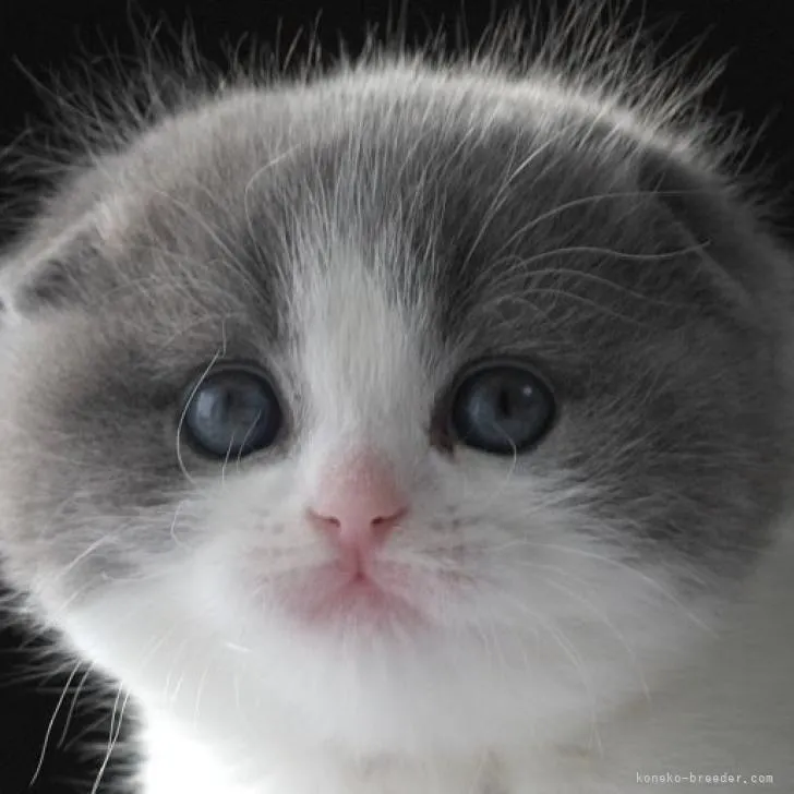 ID：2301-01045の子猫