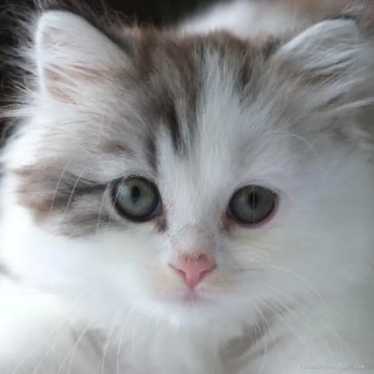 ID：2209-00849の子猫