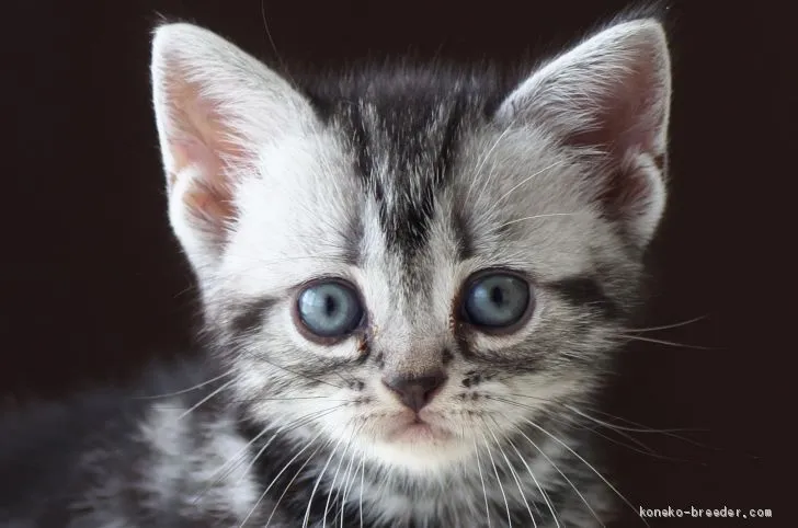 さと 様のお迎えした子猫
