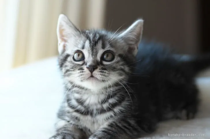 ID：1710-01086の子猫