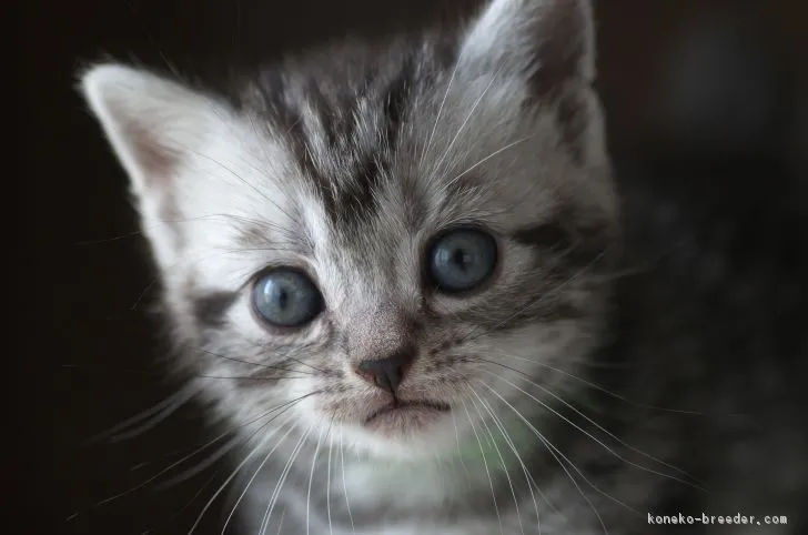 ID：1807-00865の子猫