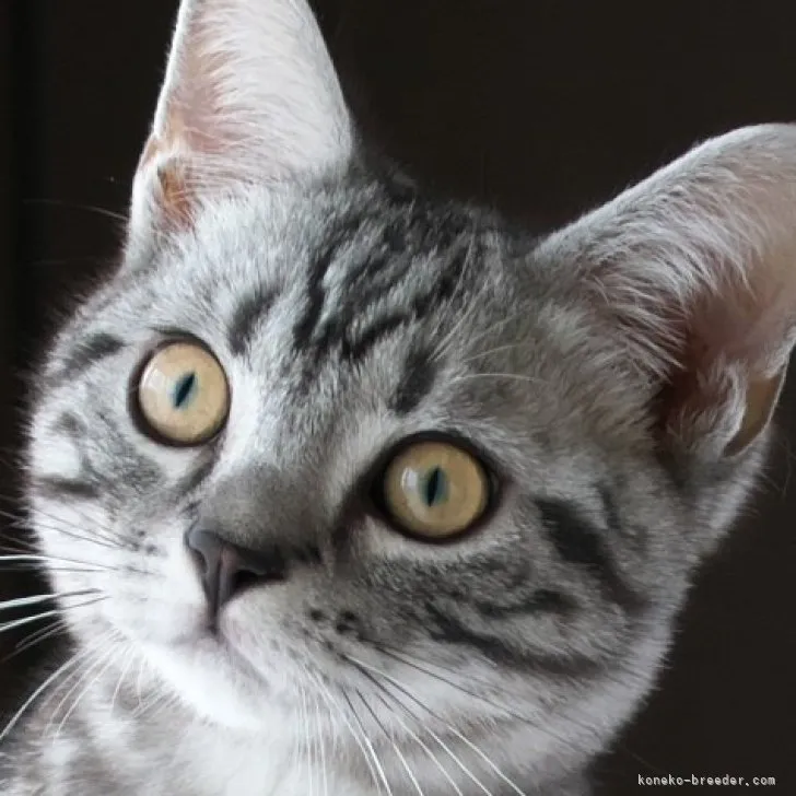 ID：2303-01684の子猫