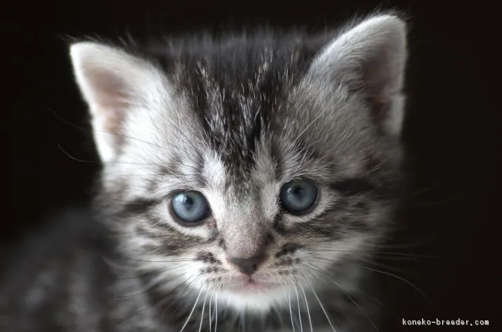 ミッチ 様のお迎えした子猫