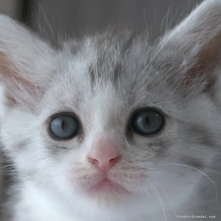 ID:2309-02410の子猫