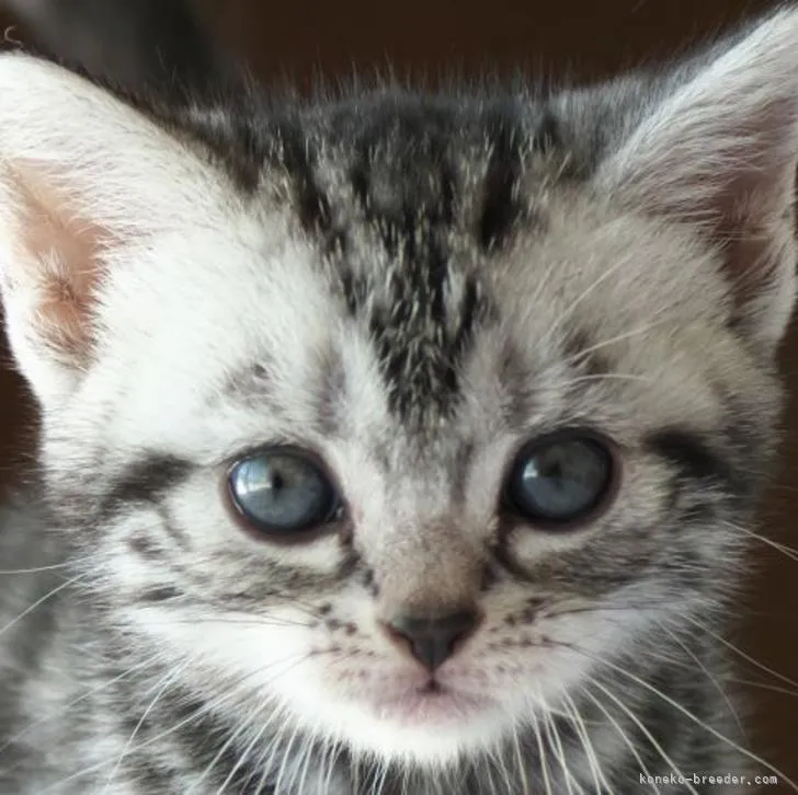 ID：2210-00193の子猫