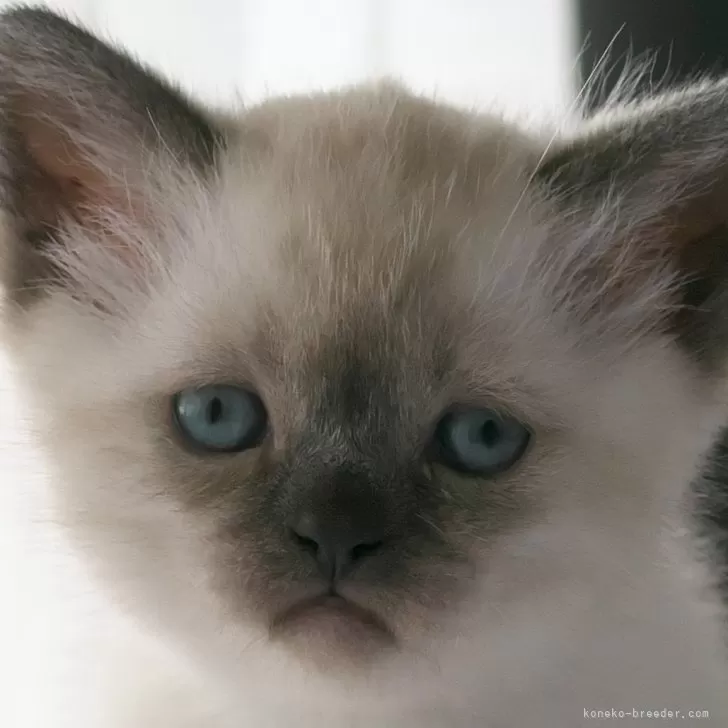 スコティッシュフォールド(立ち耳)【長野県・男の子・2024年2月12日・シールリンクスポイント】の写真1