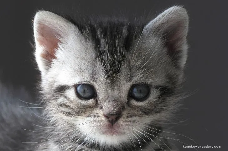 ID:2102-01757の子猫