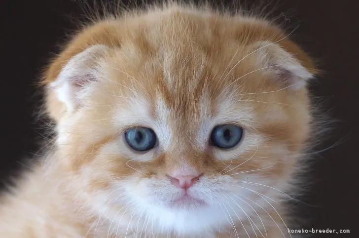 ID：2104-00836の子猫