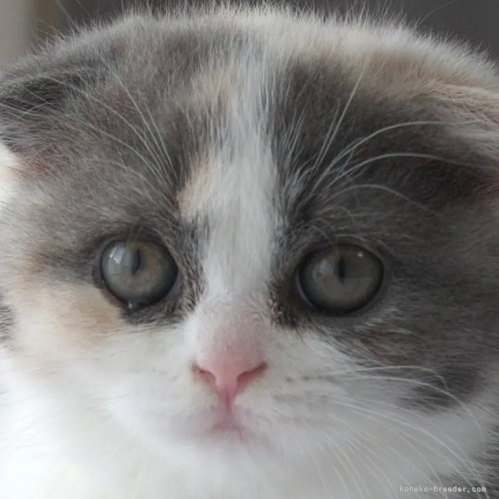 ID：2306-00569の子猫