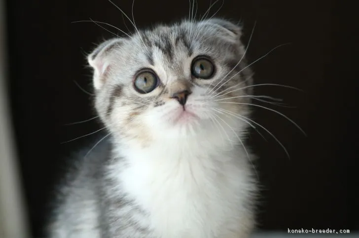 ID:1710-00404の子猫