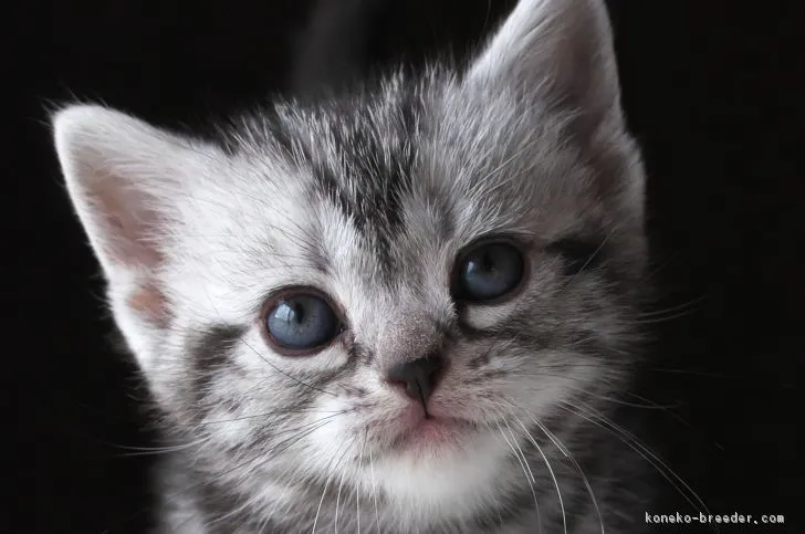 ID:1812-01138の子猫