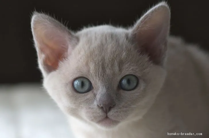 ID:2001-00056の子猫