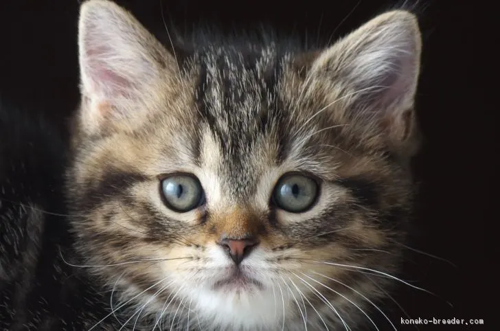 R.T 様のお迎えした子猫