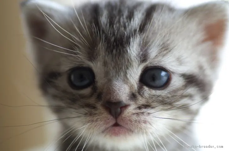 ID：1705-00231の子猫