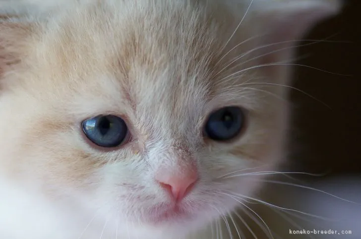 ID：1706-00211の子猫