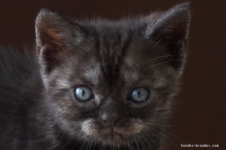 さと 様のお迎えした子猫