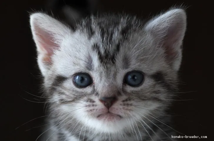 やよ 様のお迎えした子猫