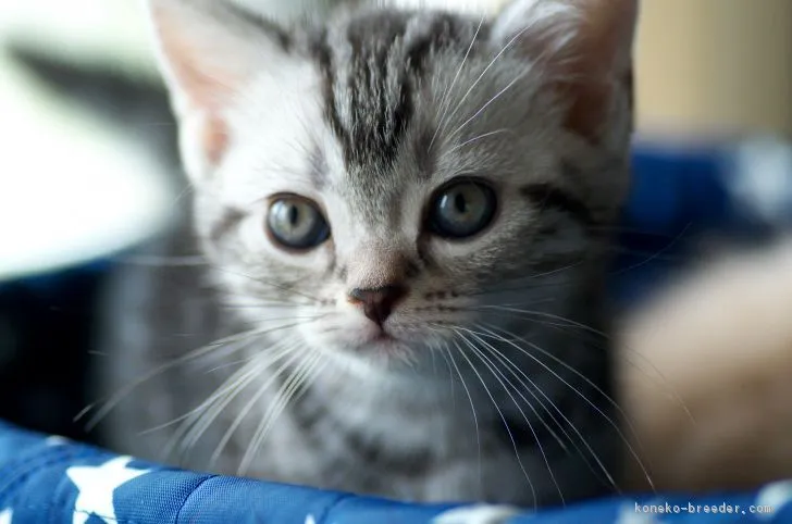 ベルくんのママ 様のお迎えした子猫