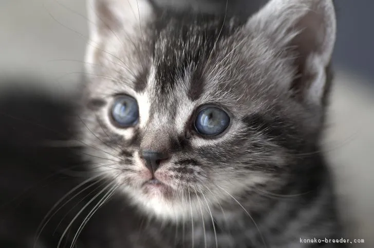 ID：1712-00597の子猫