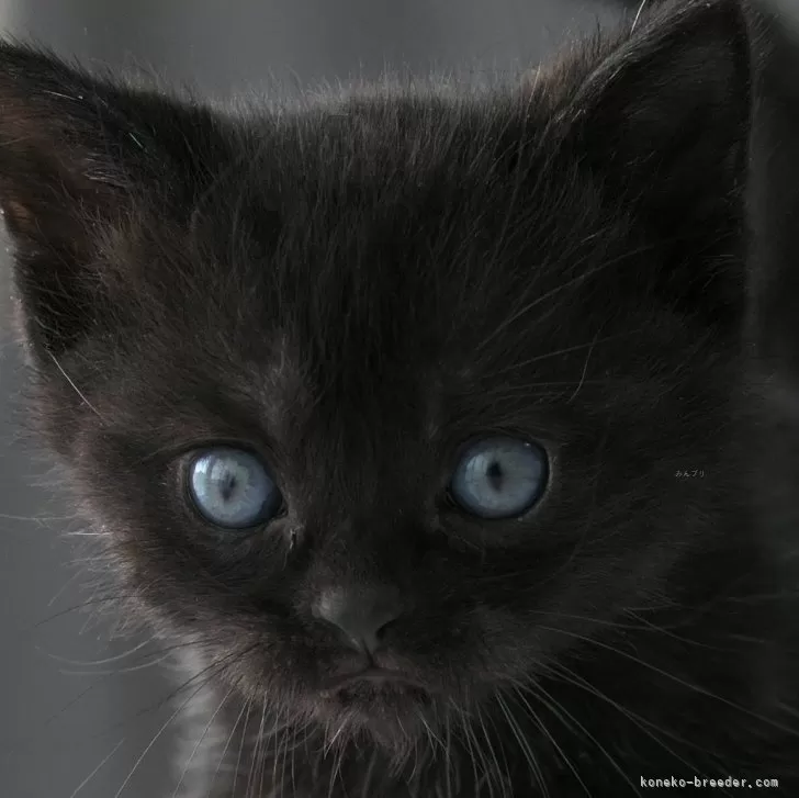 ID:2401-01679の子猫