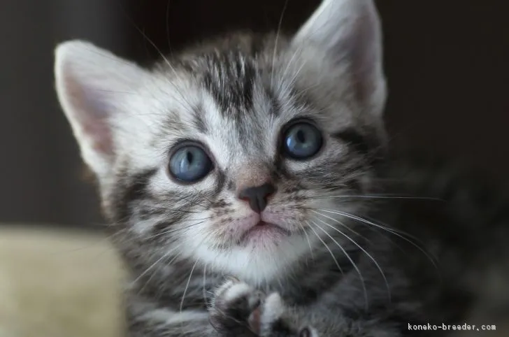 猫好きのカッチャン 様のお迎えした子猫