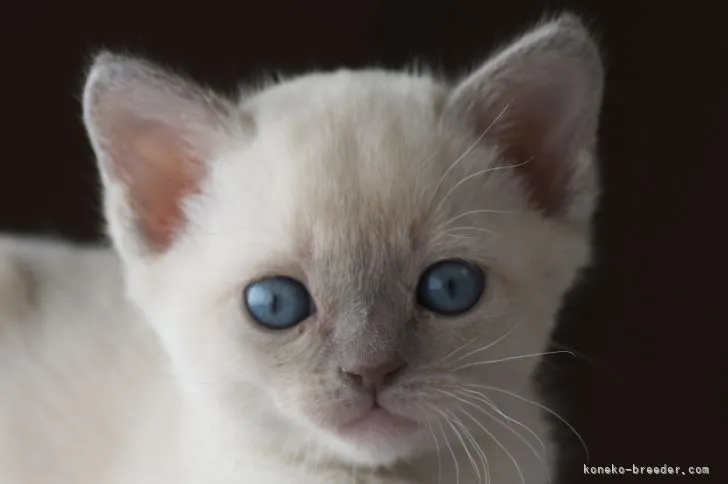 ID：2202-00259の子猫